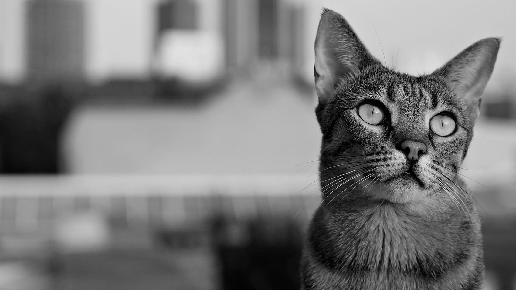 Ultraweit-verwinkelt.de