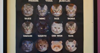 Catmosphere Cat Cafe