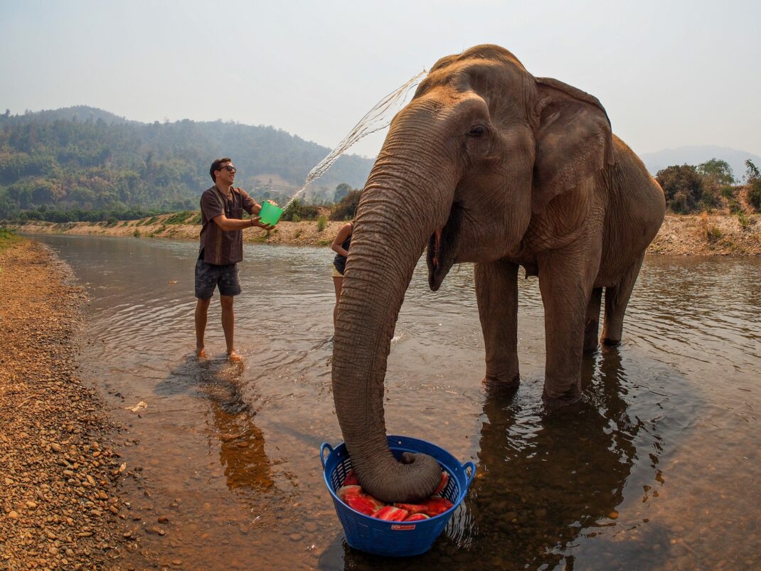 Elephant Nature Park