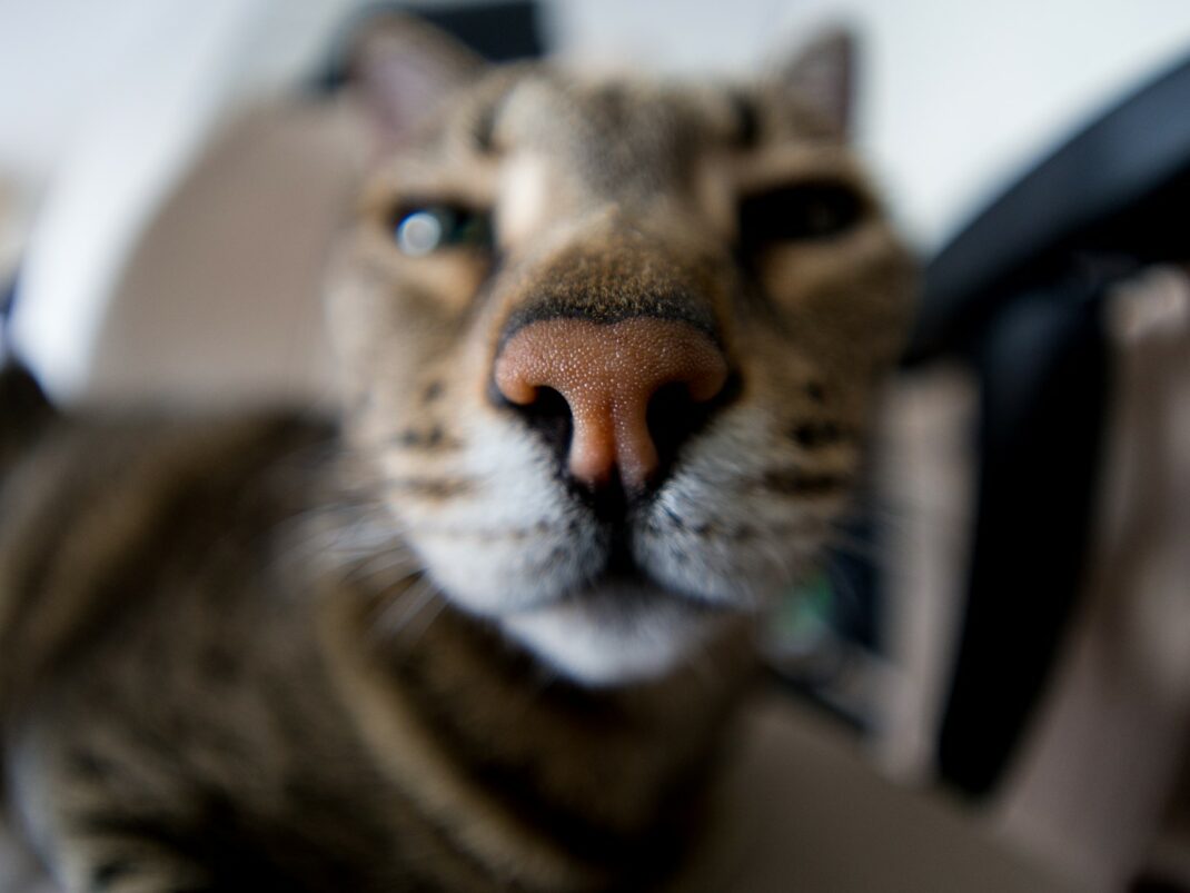 M.Zuiko 8mm F1.8 Fisheye PRO