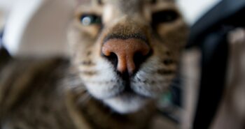 M.Zuiko 8mm F1.8 Fisheye PRO